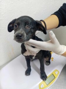 Dog rescued in San DIego