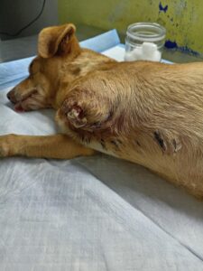 Dogs rescued by Pokie and Friends