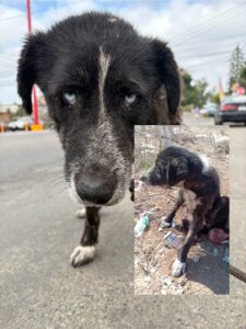 dog rescued by pokie and friends