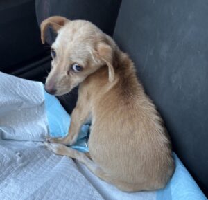 dog rescued pokie and friends