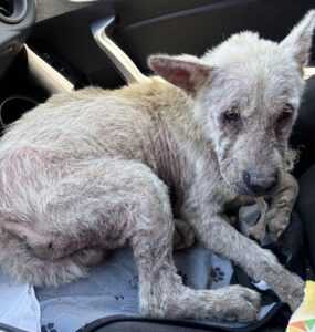 dog saved with pokie and friends