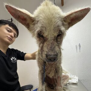 dog sebastian rescued by pokie and friends