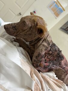 dogs saved by pokie and friends