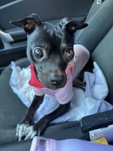 pokie and friends rescued dog