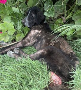 pokie and friends rescued dog san diego