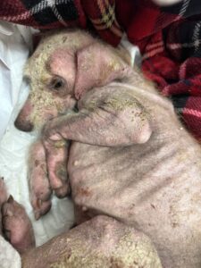 pokie and friends street dog saved