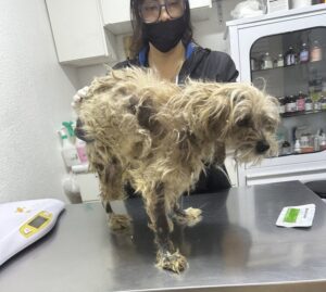 street dog saved by pokie and friends